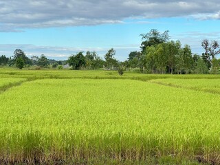 Fototapeta premium rice field