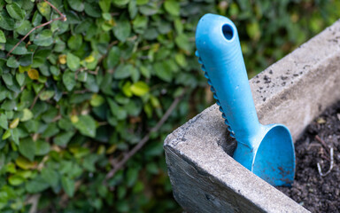 Blue garden shovel in the cement plant pot with green creeper plant in the background 