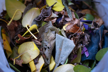 Green and brown dried leaves, a reminder of organic waste turning back to the earth. Nature's cycle...