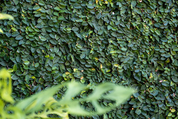 The green creeper plant bringing life to the aged beauty of an old wall. For wallpaper and design....