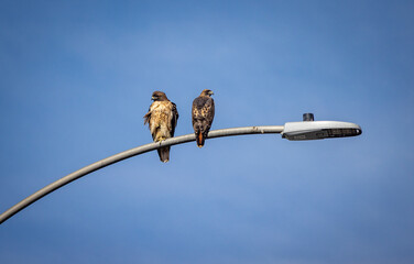 Two hawks sitting on a street light pole facing opposite directions against a blue sky
