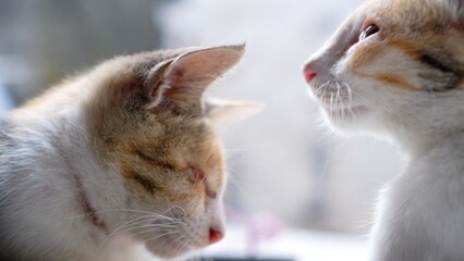 Cute and beautiful blind kitten on blurred background, blind cat 