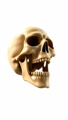 Obraz premium Skull Model with Open Mouth