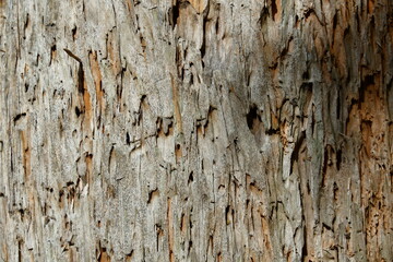 old porous wood background texture