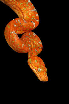 Emerald Tree Boa (Corallus caninus) with a black background.