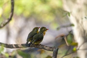 Two red-billed leiothrix on a branch.