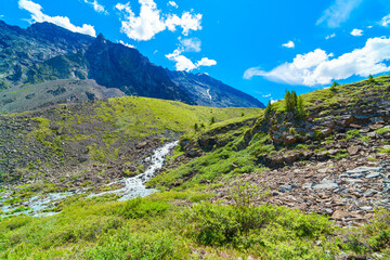 meadow in the mountains