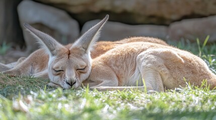 Fototapeta premium A resting kangaroo lies peacefully on the grass in a natural setting.