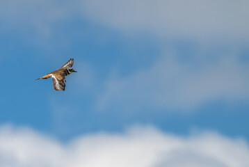 Killdeer in flight against a blue sky with white puffy clouds.
