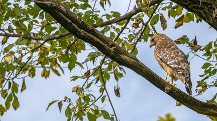 Red-shouldered hawk perched in a tree.