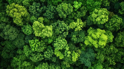 Aerial view of a dense, lush green forest showcasing various shades of foliage.
