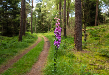 A tall purple foxglove standing proudly alone beside a winding forest trail, surrounded by lush greenery and tall trees on a sunny day. 