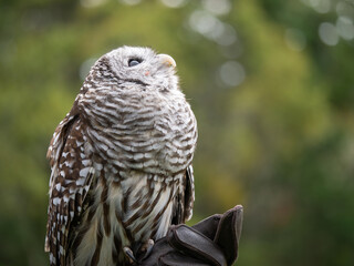 A bard owl (Strix varia) takes in it's surroundings and watches out for dangerous other birds and raptors
