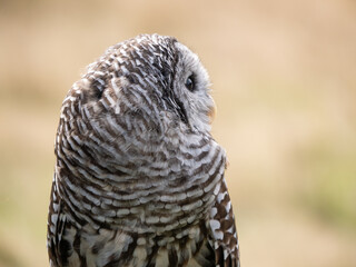 A bard owl (Strix varia) takes in it's surroundings and watches out for dangerous other birds and raptors