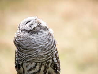 A bard owl (Strix varia) takes in it's surroundings and watches out for dangerous other birds and raptors