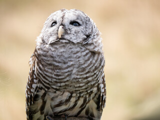 A bard owl (Strix varia) takes in it's surroundings and watches out for dangerous other birds and raptors