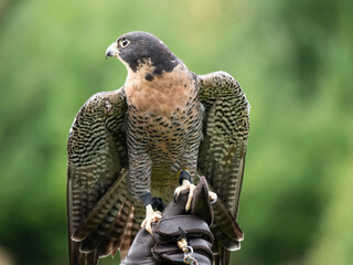 A Peregrine falcon (Falco peregrinus) stretches its wings out in order show off his beautiful...