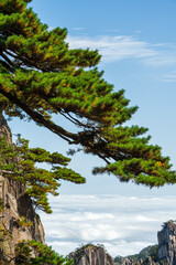 Obraz premium Pine trees on Mount Huangshan.