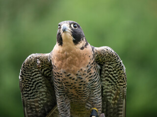 A Peregrine falcon (Falco peregrinus) stretches its wings out in order show off his beautiful...