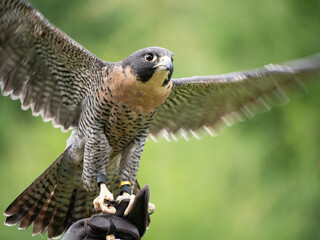 A Peregrine falcon (Falco peregrinus) stretches its wings out in order show off his beautiful...