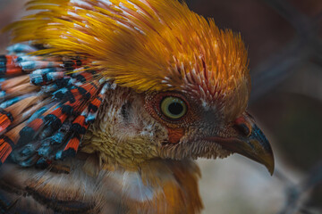 Fototapeta premium Chrysolophus pictus, Golden pheasant beautiful bird with very colorful