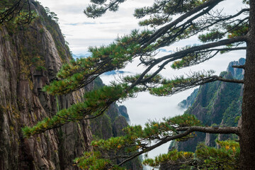 Pine trees on Mount Huangshan.