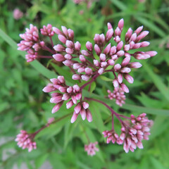 日本で秋にサワフジバカマがピンク色の花を咲かせています