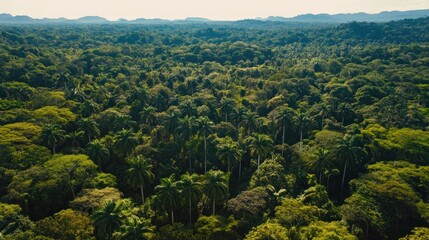 Obraz premium Aerial view of a dense tropical forest with diverse tree species and lush greenery.