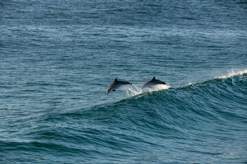 Fototapeta premium Two dolphins gracefully leap over a wave in the open waters off Sydney, Australia, capturing a moment of pure oceanic energy.