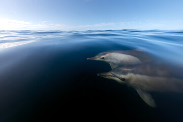 Two dolphins swim just below the calm surface of the Australian ocean, capturing a moment of quiet...