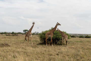giraffe in the savannah