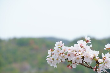 桜と空