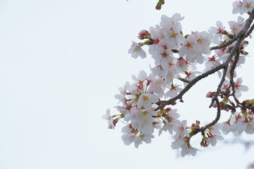 桜と空