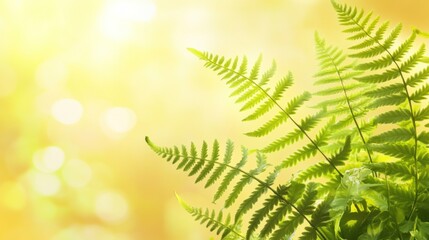 Lush green ferns against a soft, glowing background, evoking tranquility and nature's beauty.