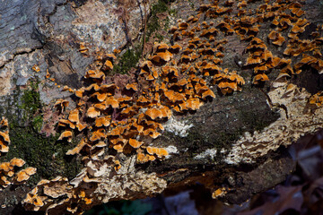 False turkey tail .
 Stereum Hirsutum, commonly known as the false turkey tail, hairy stereum or hairy curtain crust   mushroom fungus on fallen tree