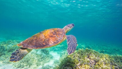 Sea turtle swimming under the blue sea, Sea turtles are large, air-breathing reptiles that inhabit tropical and subtropical seas throughout the world. 