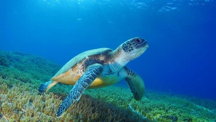 Fototapeta premium Sea turtle swimming under the blue sea, Sea turtles are large, air-breathing reptiles that inhabit tropical and subtropical seas throughout the world. 