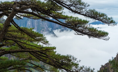 Pine trees on Mount Huangshan.