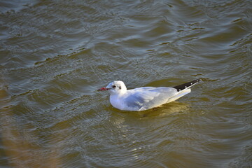 The birds of the sea