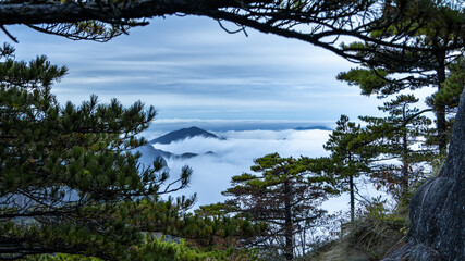Pine trees on Mount Huangshan.
