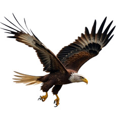 Fototapeta premium American bald eagle isolated