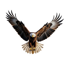 Obraz premium American bald eagle isolated