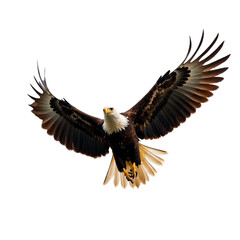 Obraz premium American bald eagle isolated