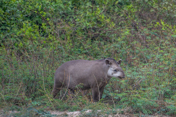 Brazilian Tapir at the edge of the forest