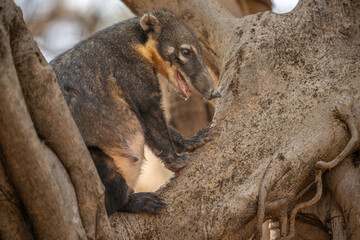 Coaiti perched in the branches of a tree