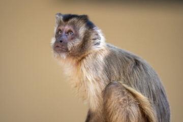 Capuchin Monkey Looking up