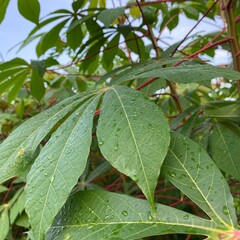 Leaves papaya in garden, Freshness leaves flying relaxation isolated transparent backgrounds 3d rendering png