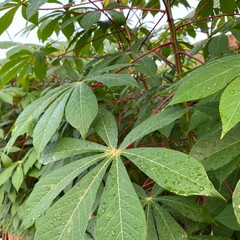leaves in the garden