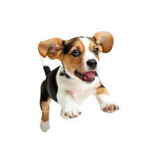 Beagle puppy jumping playfully, white isolated background.