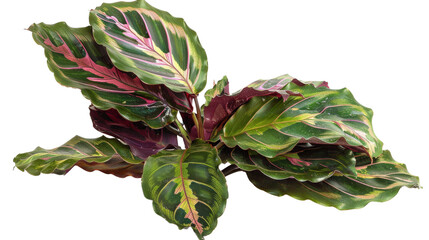 Obraz premium Calathea leaves, vibrant pattern, white isolated background